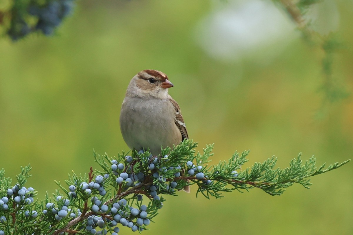 White-crowned Sparrow - ML609428585