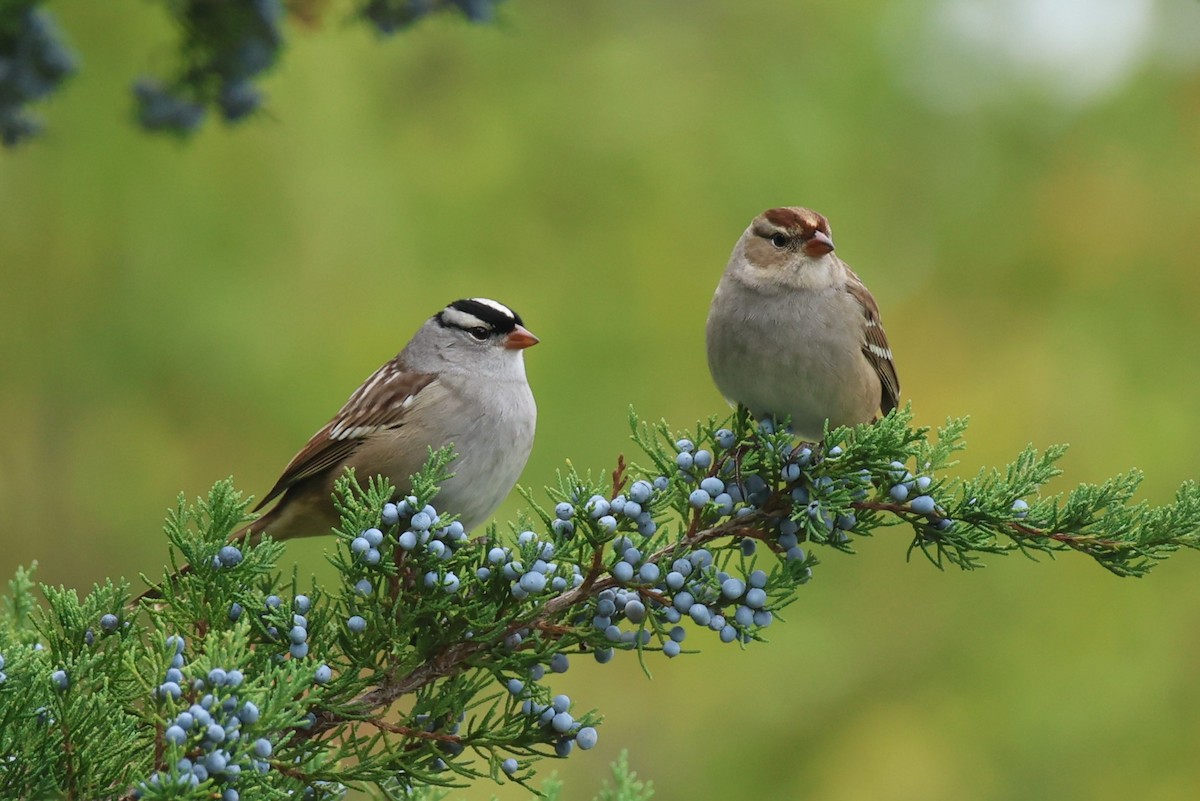 White-crowned Sparrow - ML609428586