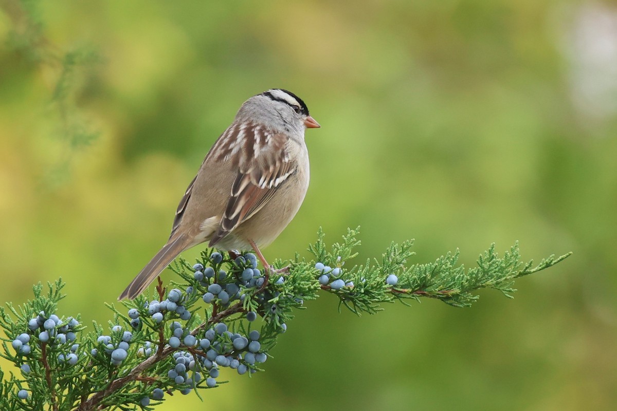 White-crowned Sparrow - ML609428587