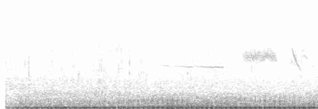 裏海燕鷗 - ML609429161