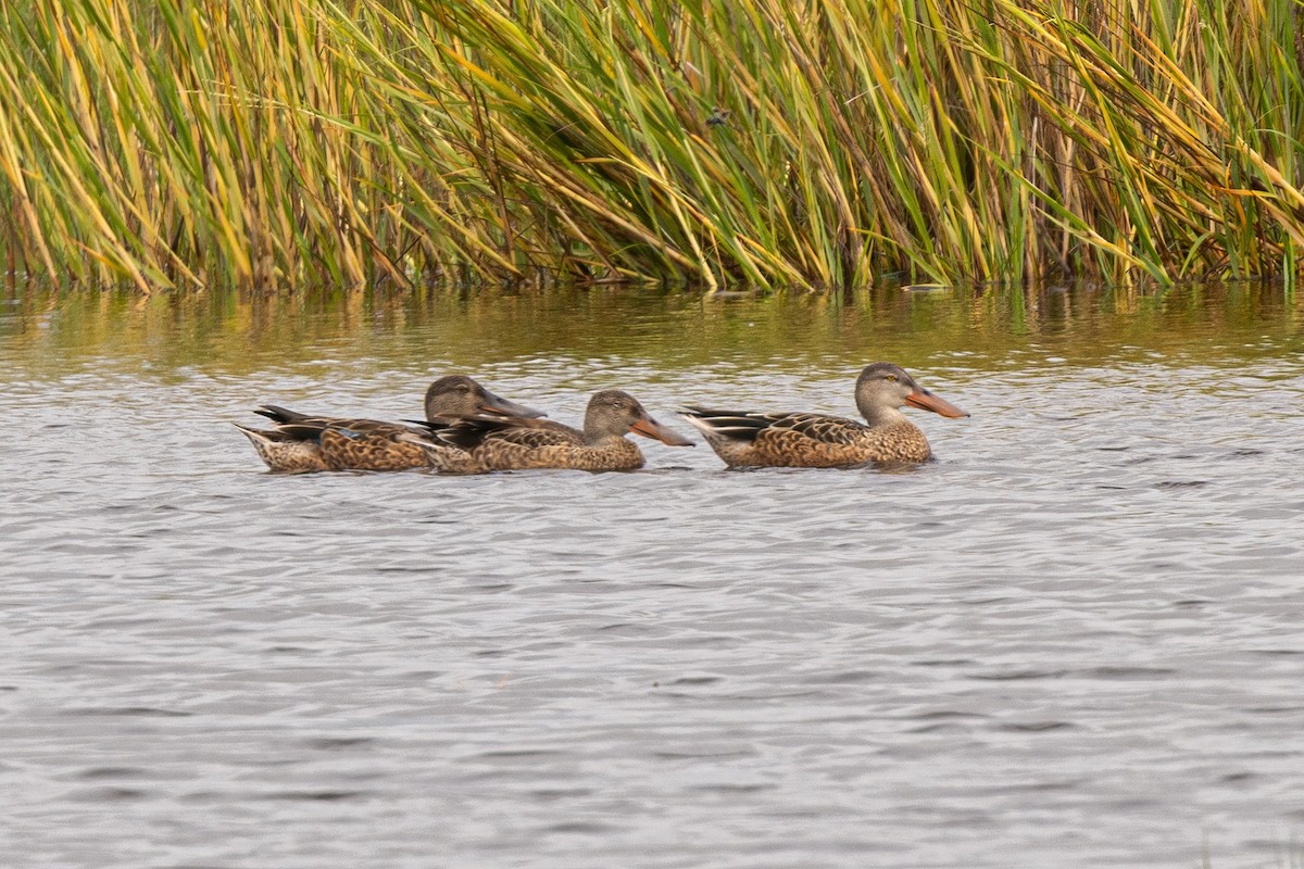 Northern Shoveler - ML609429657
