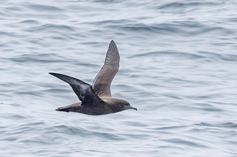 Sooty Shearwater - Alan Knowles