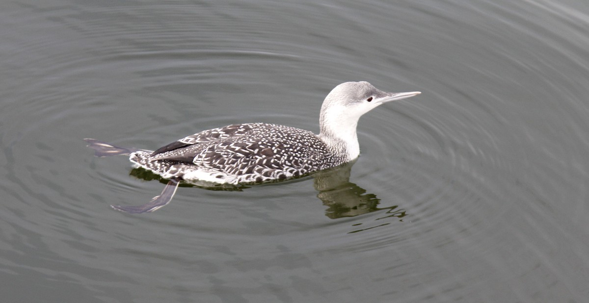 Red-throated Loon - ML609430343