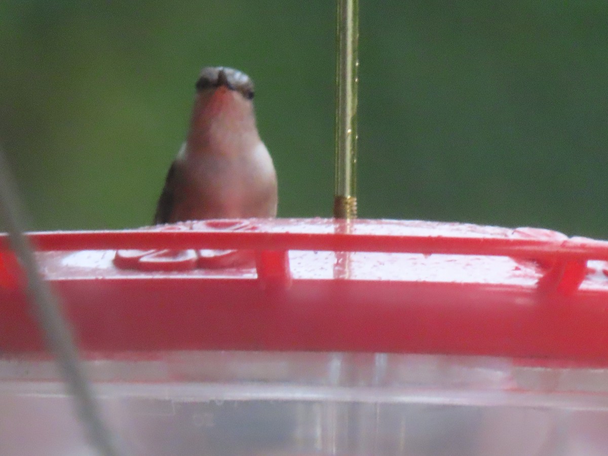 Ruby-throated Hummingbird - ML609430578