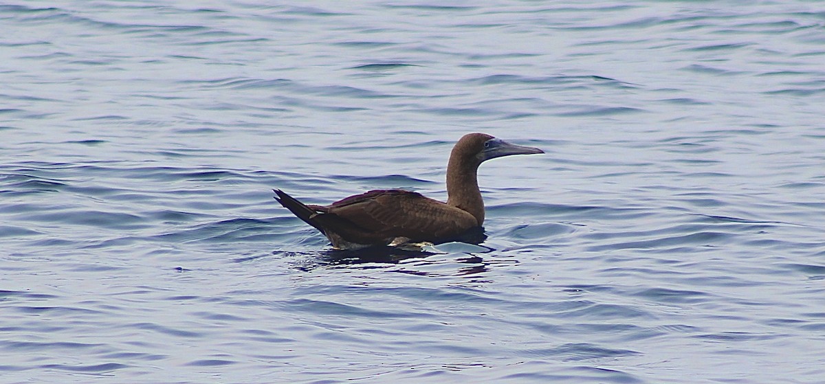 Brown Booby - ML609430645