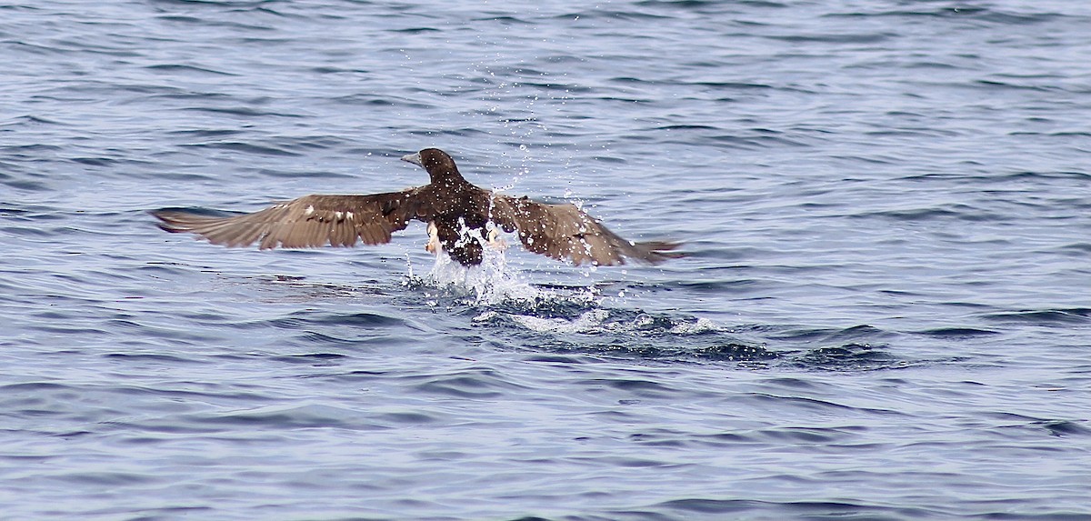 Brown Booby - ML609430646