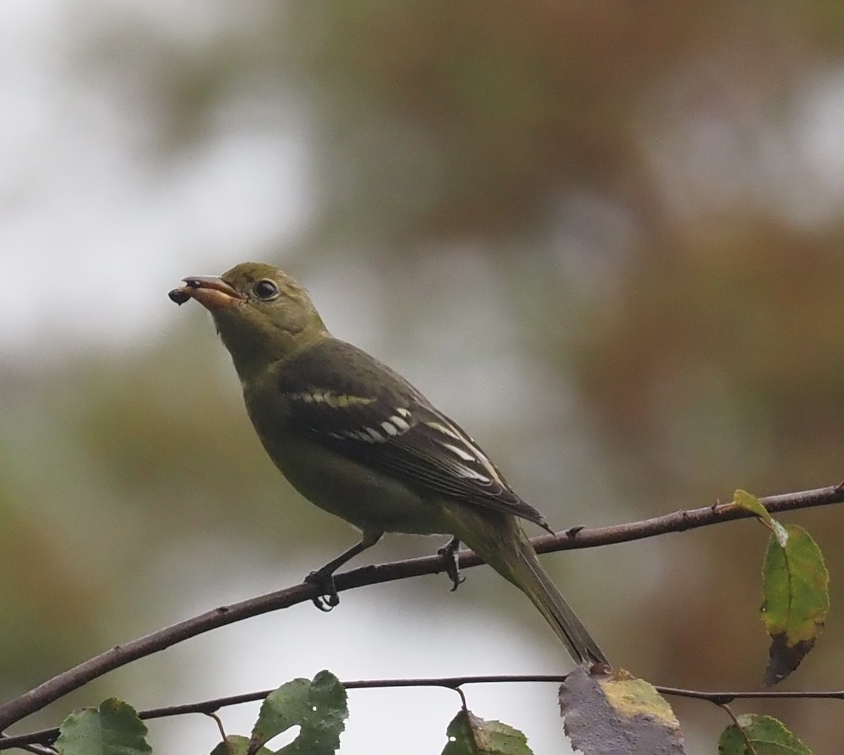Western Tanager - ML609430649