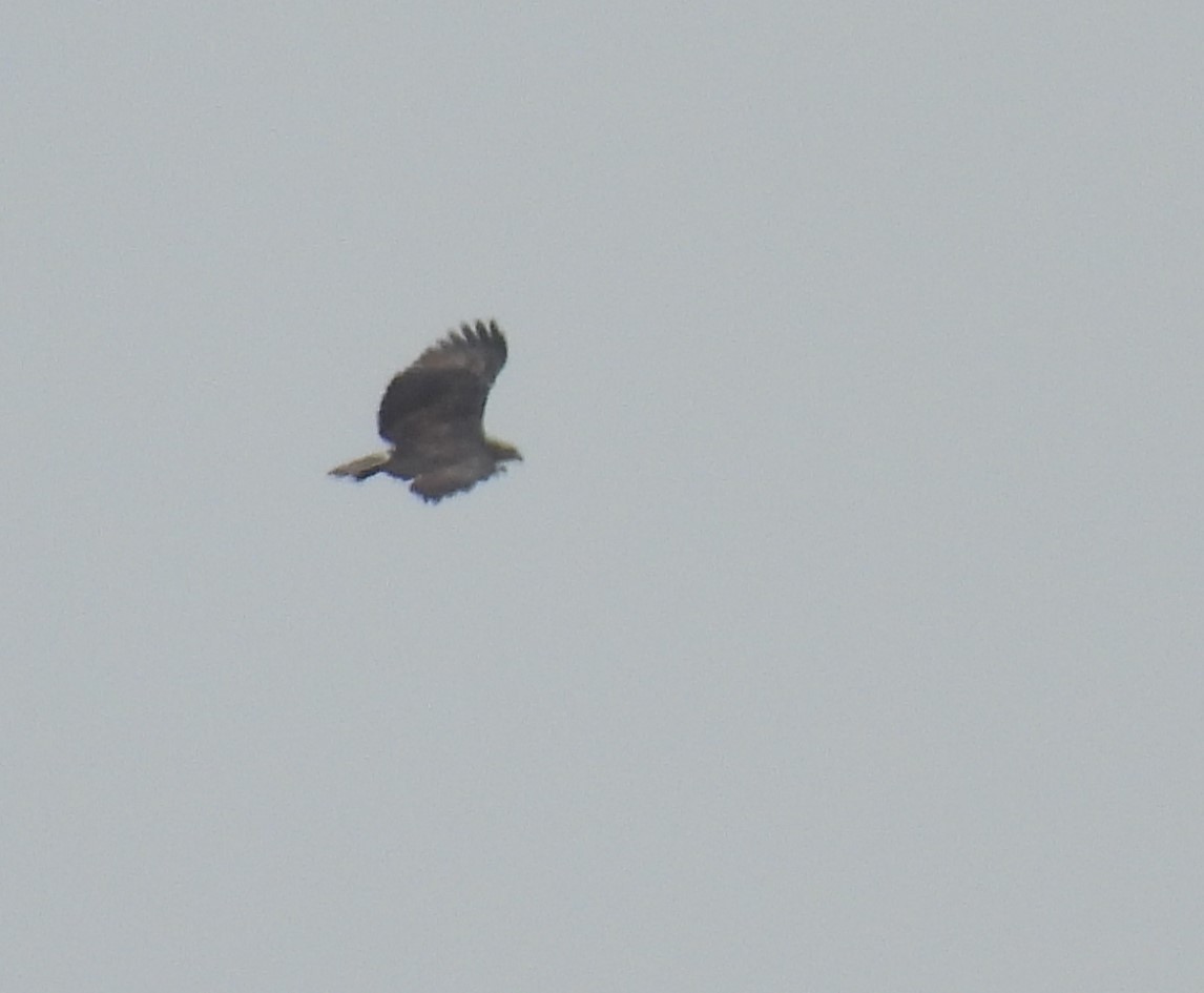 Chaco Eagle - ML609430729