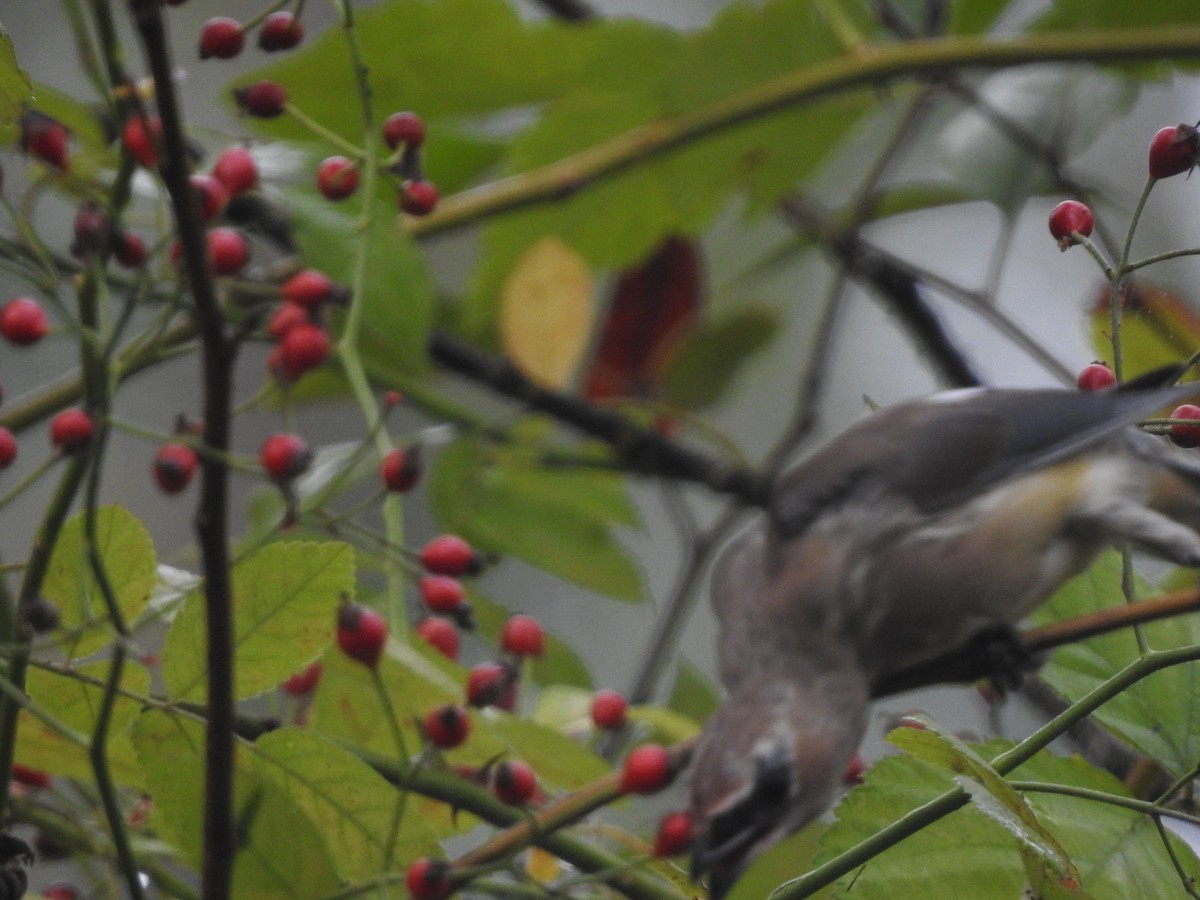 Cedar Waxwing - ML609430845