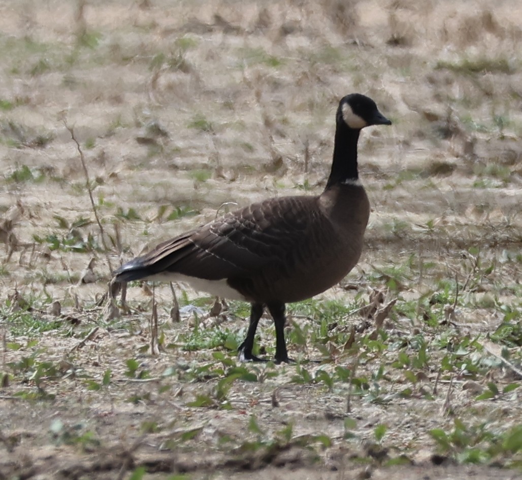 Cackling Goose (Aleutian) - ML609430851