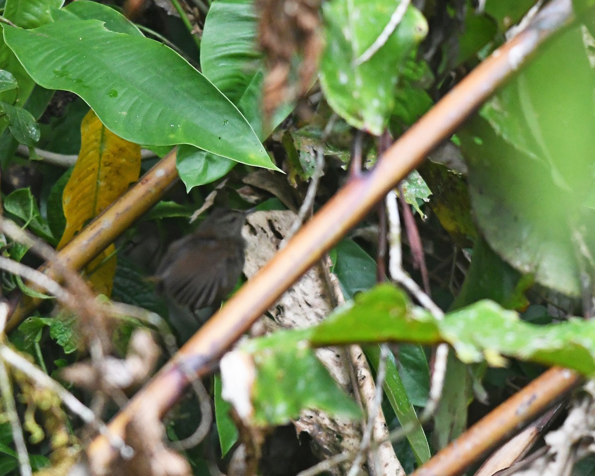 Sulawesi Bush Warbler - ML609431138