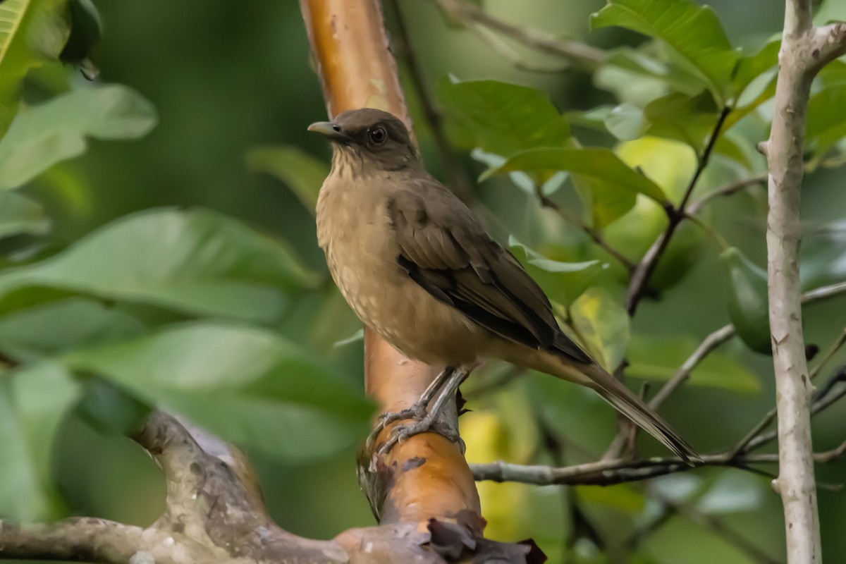 Clay-colored Thrush - John Faber