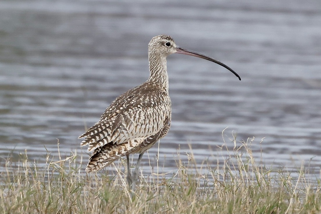 Long-billed Curlew - ML609431259