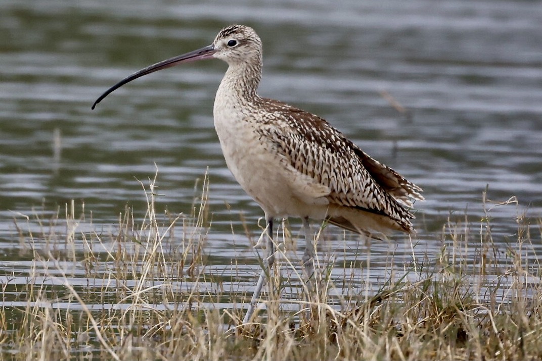 Long-billed Curlew - ML609431260