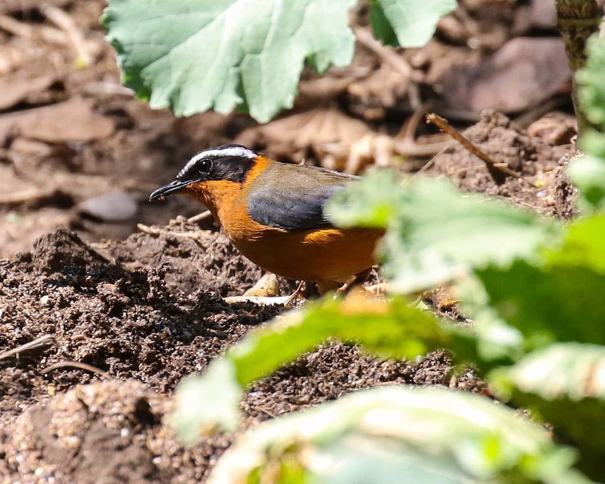 White-browed Robin-Chat - ML609431445