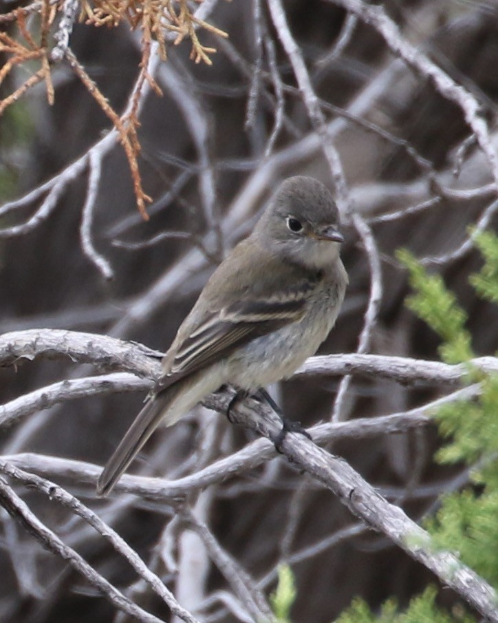 Willow Flycatcher - ML609431706