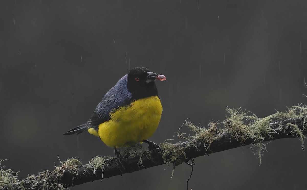 Hooded Mountain Tanager - ML609431981