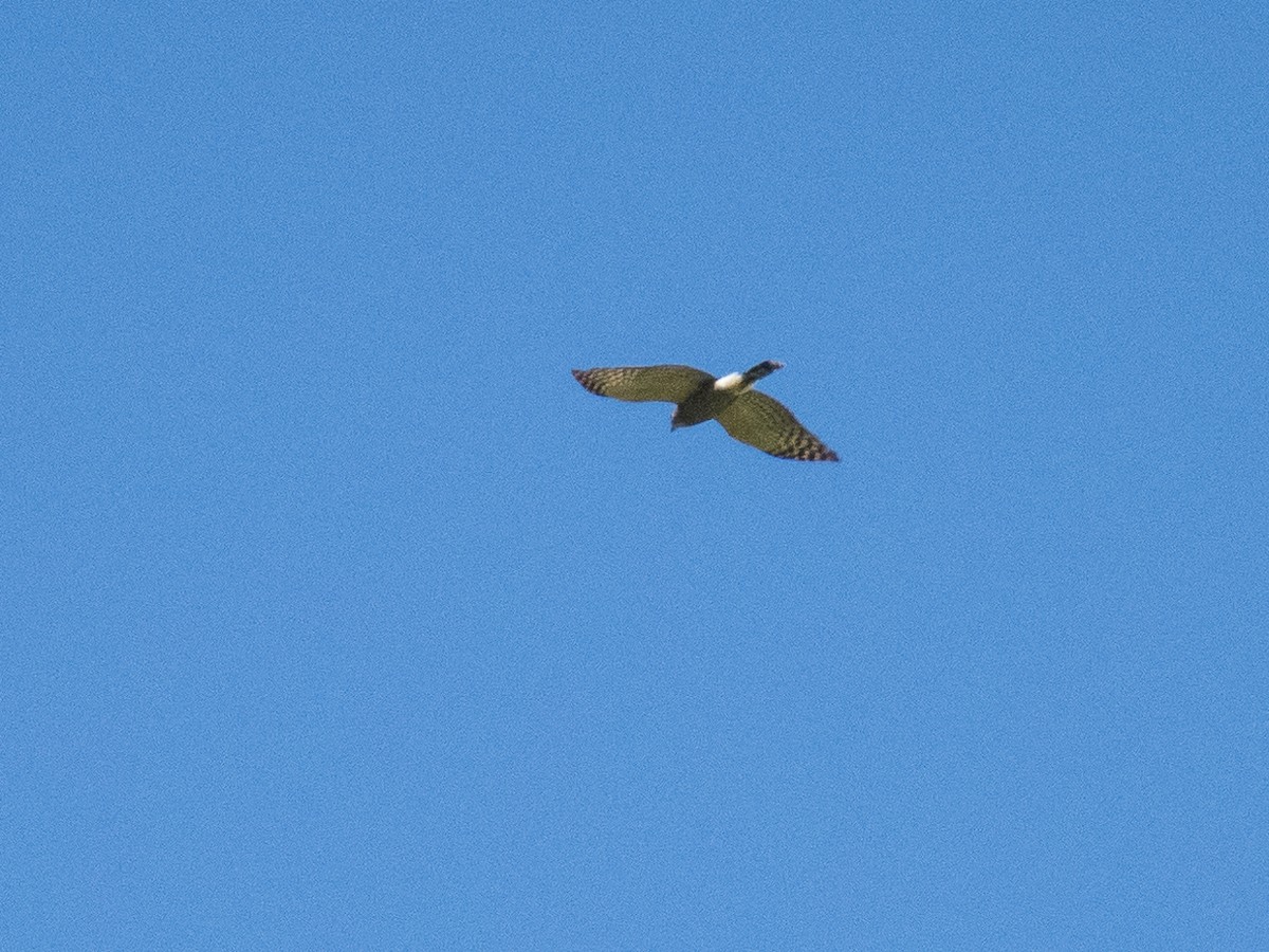 Double-toothed Kite - ML609432011