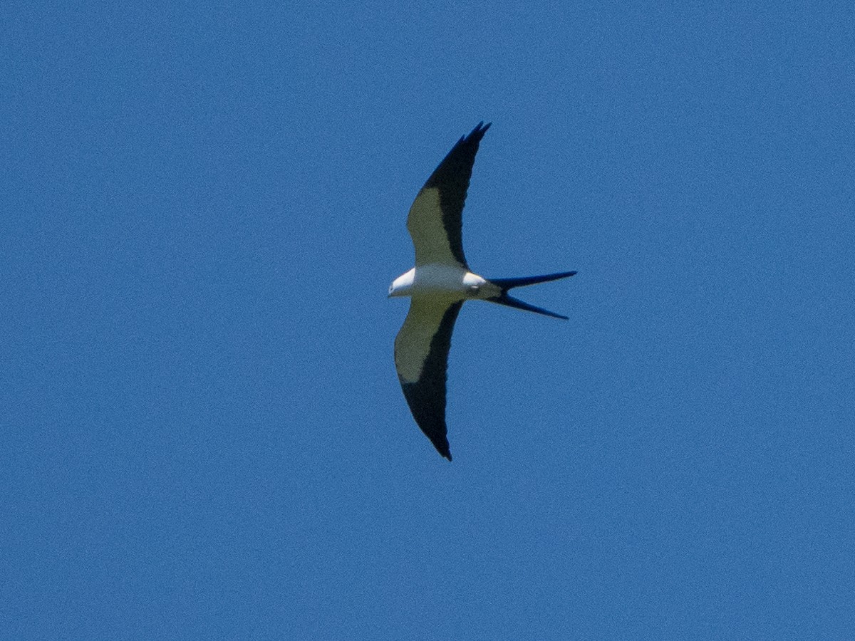 Swallow-tailed Kite - ML609432017
