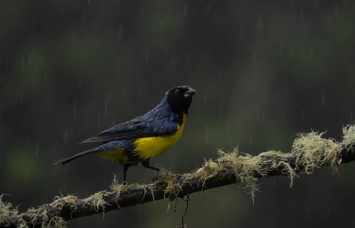 Hooded Mountain Tanager - ML609432086