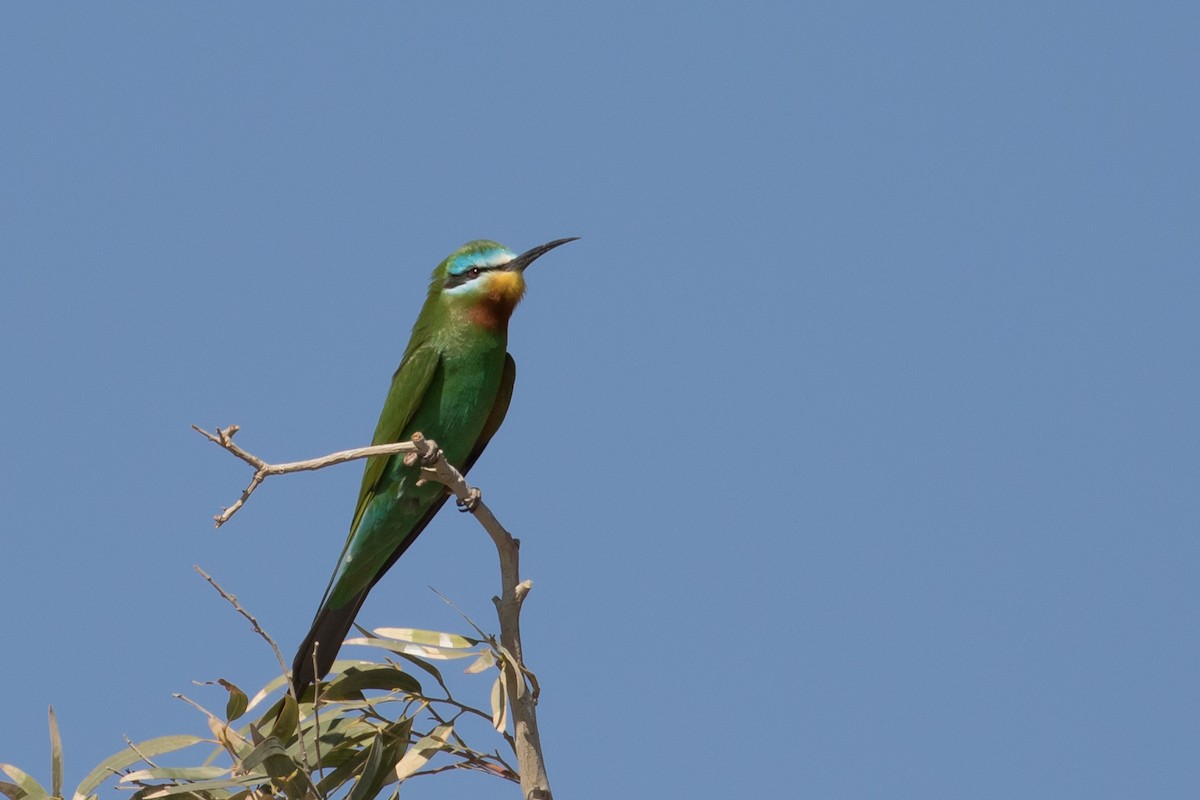 Blue-cheeked Bee-eater - ML609432088