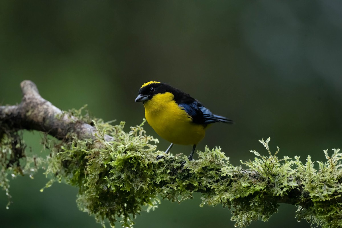 Blue-winged Mountain Tanager - ML609432167
