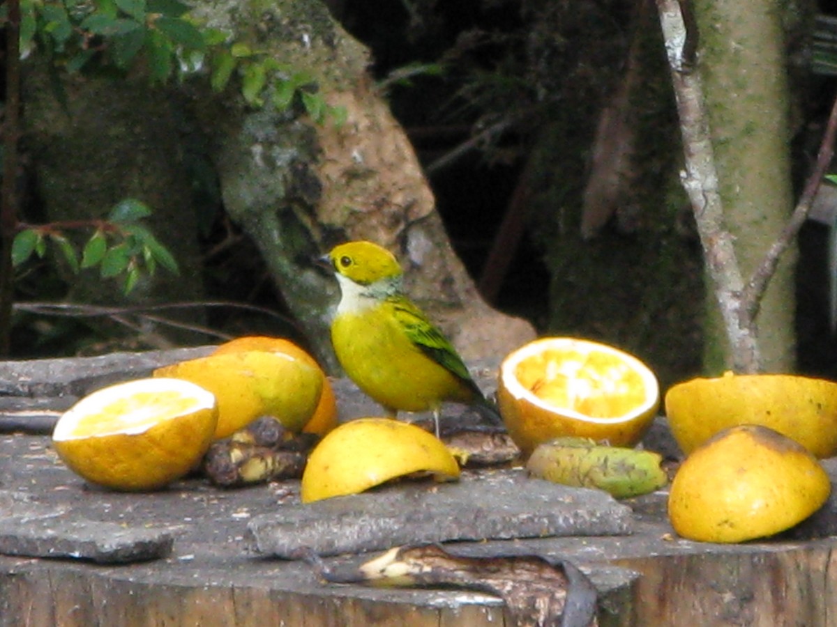 Silver-throated Tanager - ML609432204