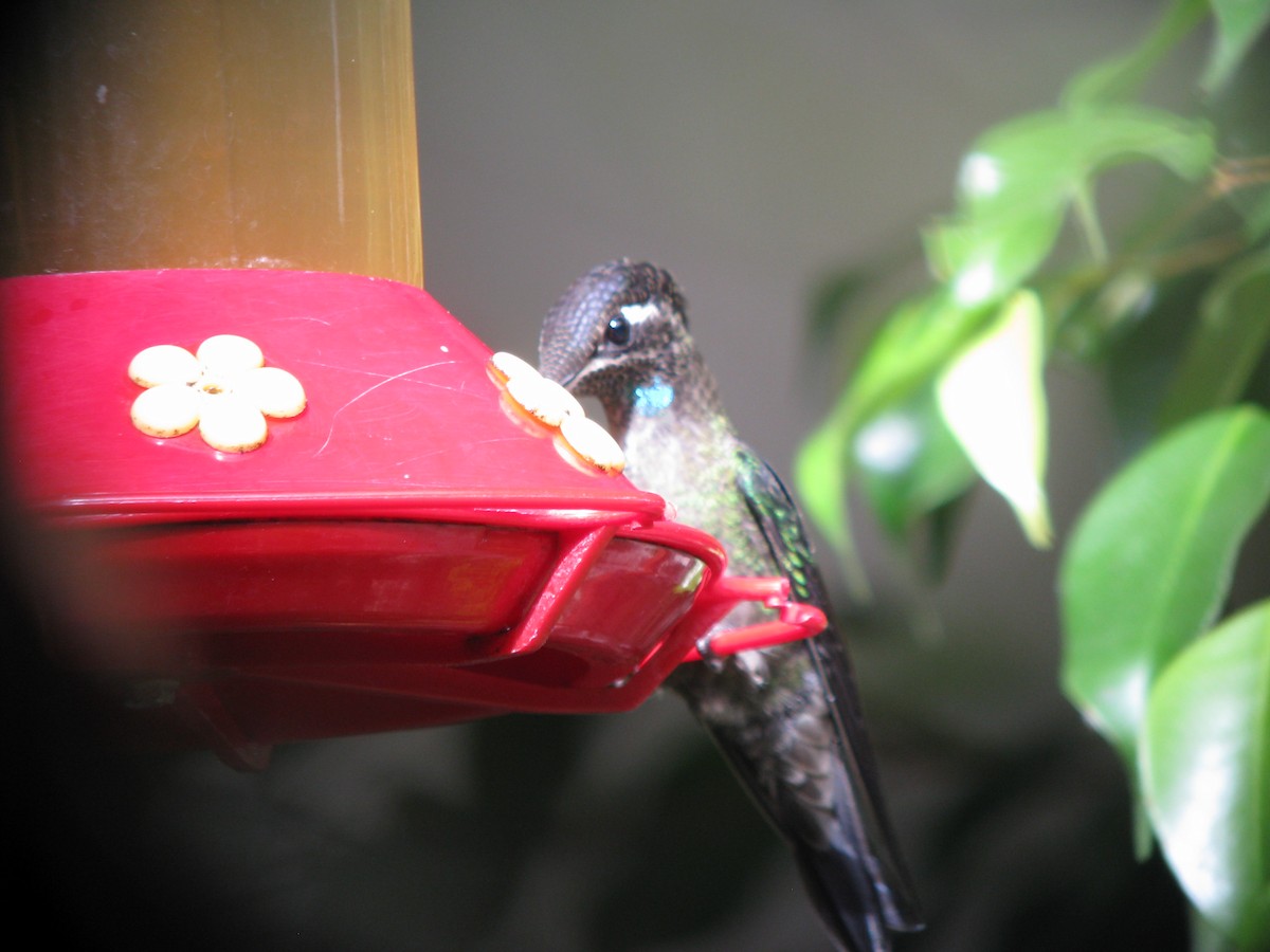 Talamanca Hummingbird - Andrew Melnick