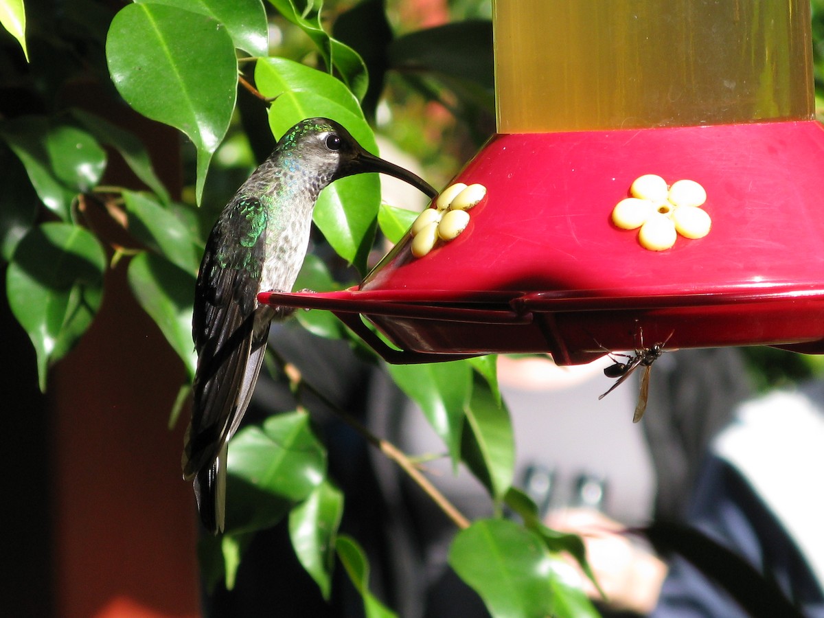 Talamanca Hummingbird - ML609432265