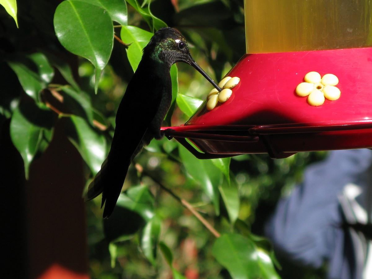 Talamanca Hummingbird - ML609432266