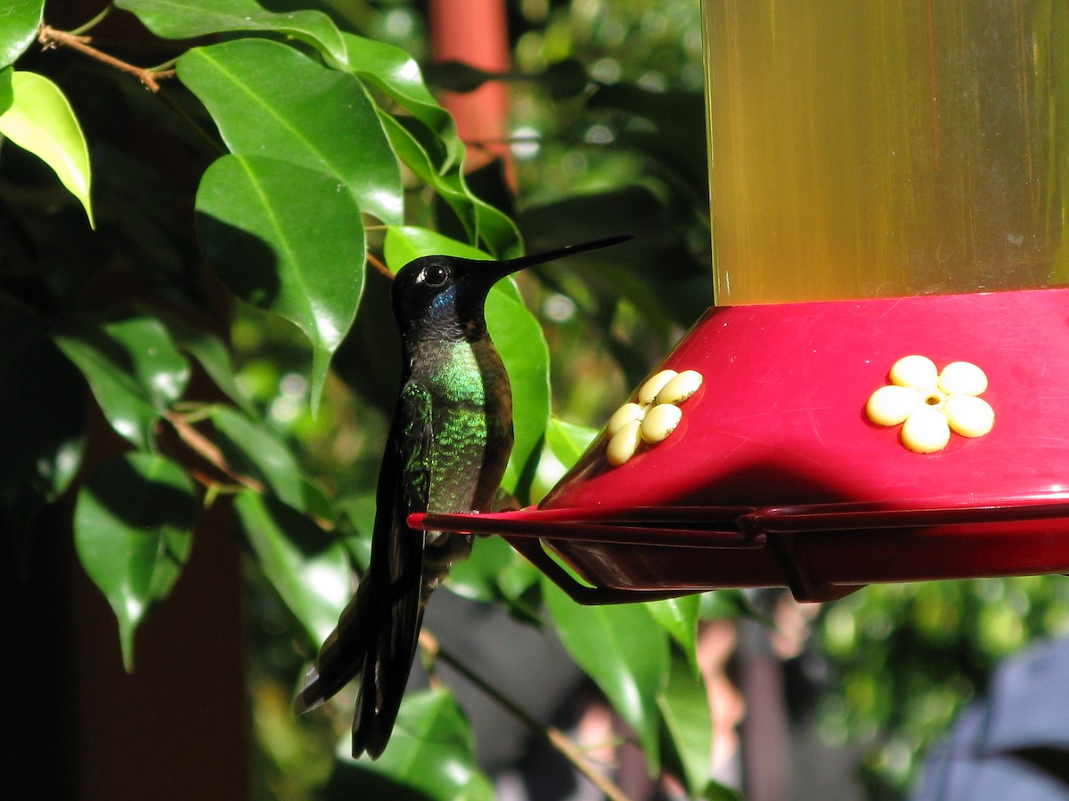 Talamanca Hummingbird - Andrew Melnick