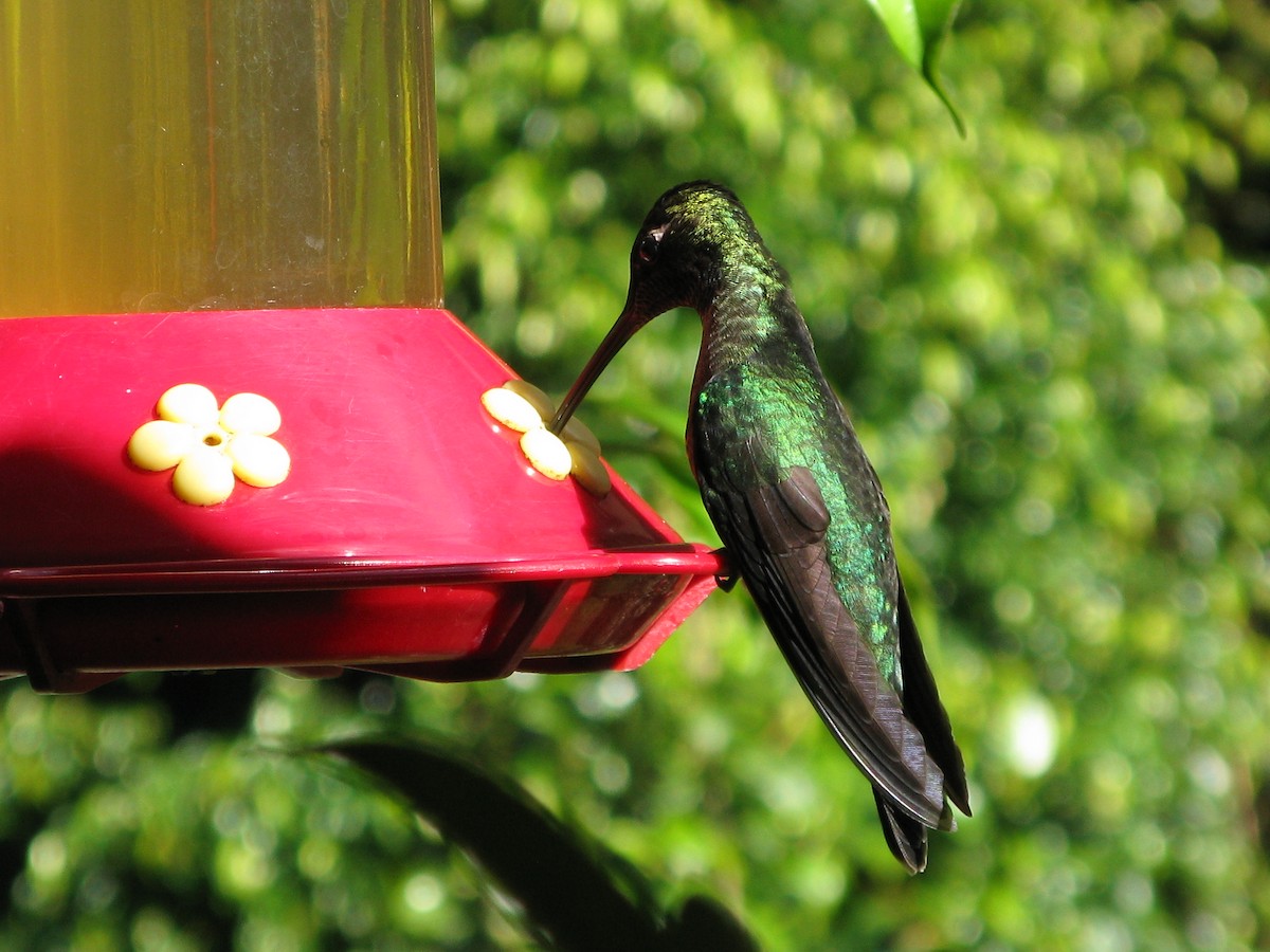 Talamanca Hummingbird - ML609432270