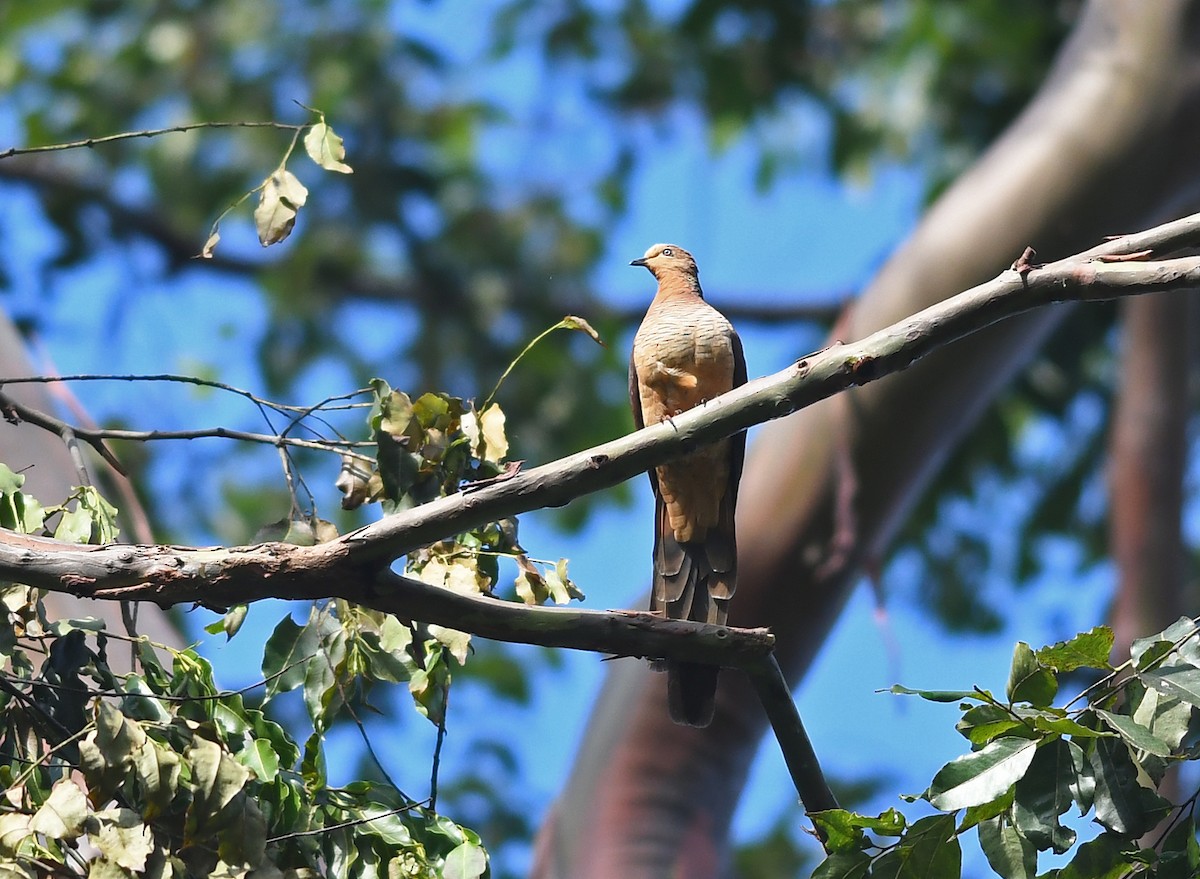 Sultan's Cuckoo-Dove (Sulawesi) - ML609432287
