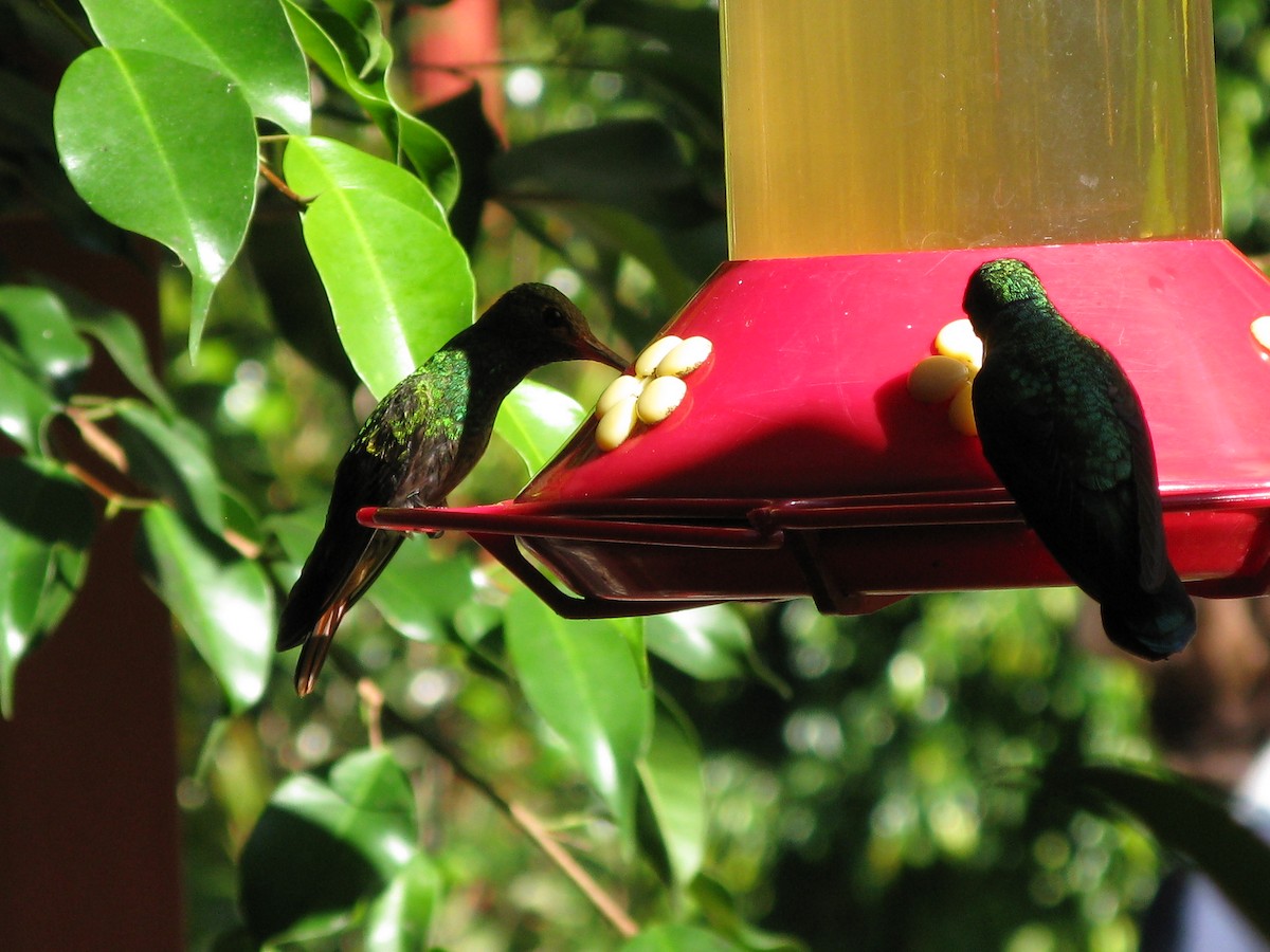 Rufous-tailed Hummingbird - ML609432319