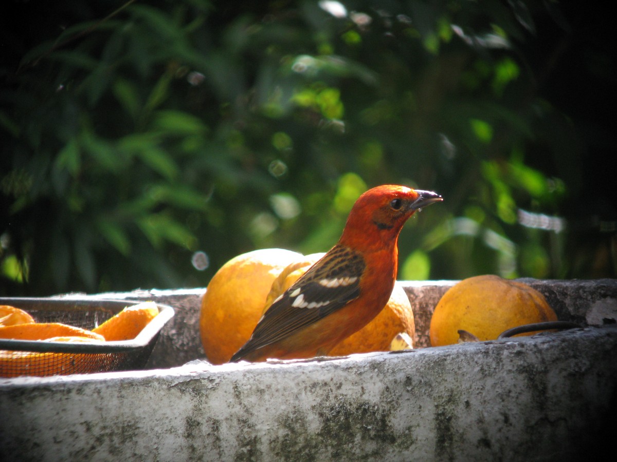 Flame-colored Tanager - ML609432336