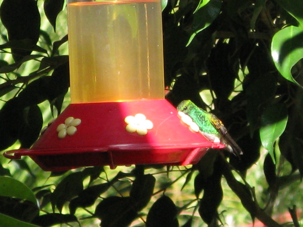 Snowy-bellied Hummingbird - ML609432346