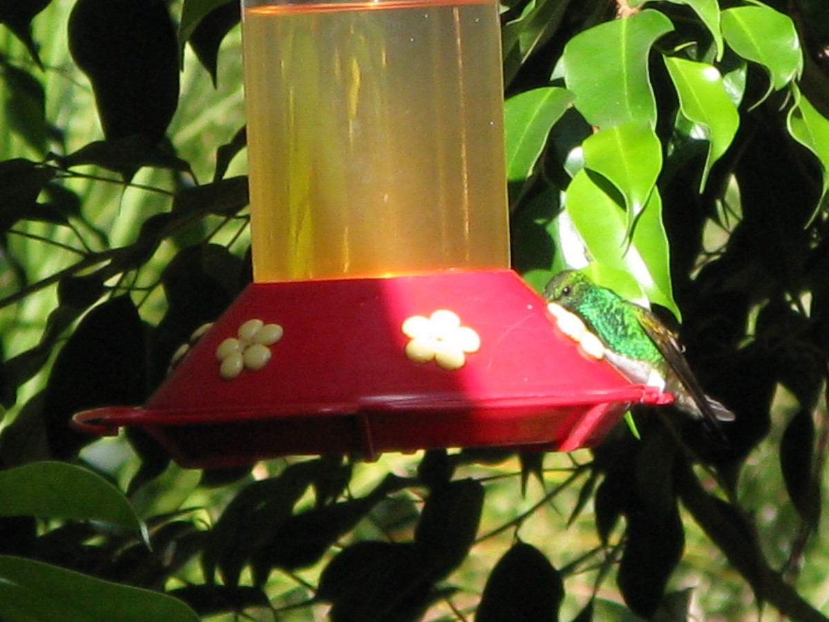 Snowy-bellied Hummingbird - ML609432347