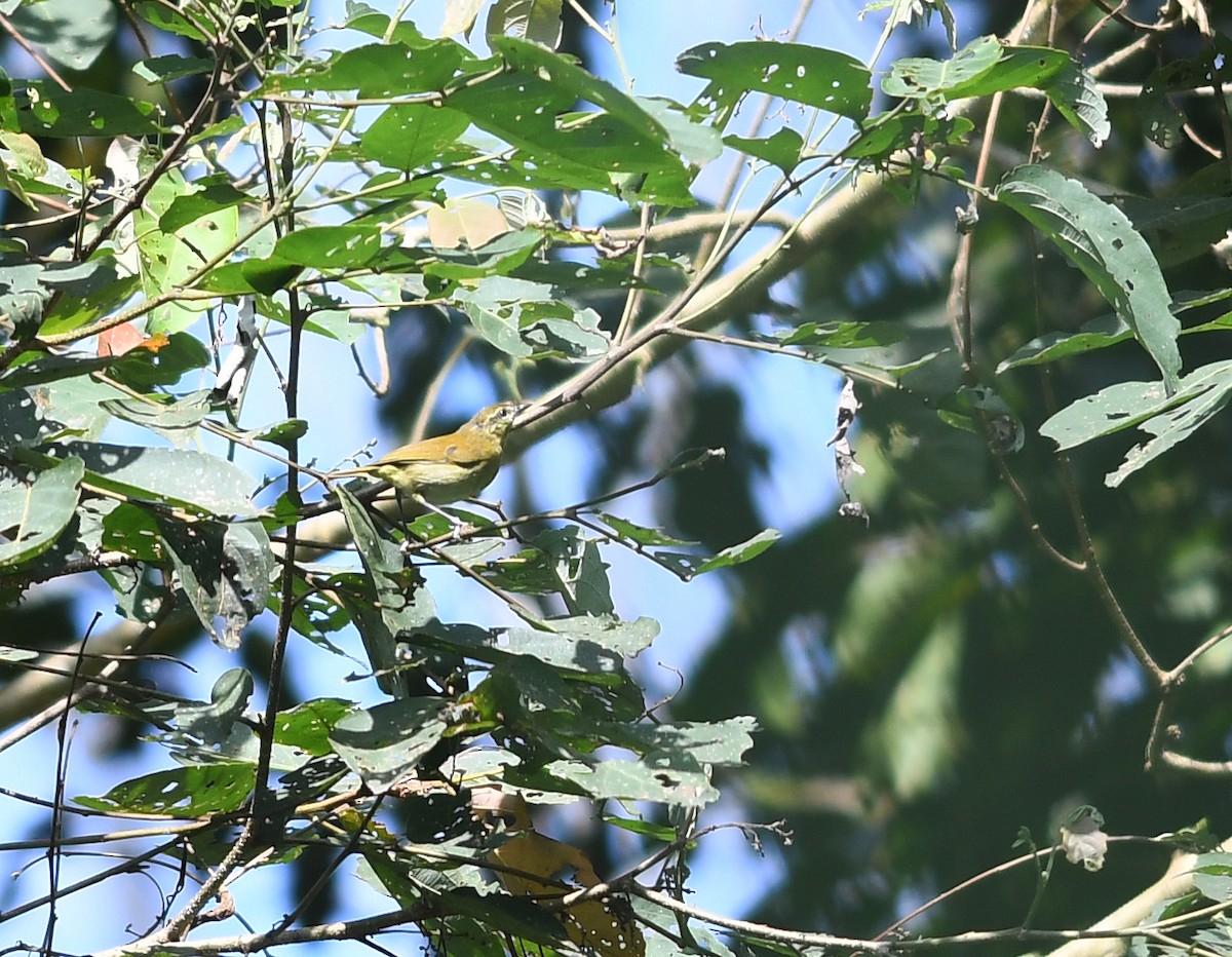 Sulawesi Leaf Warbler - ML609432375