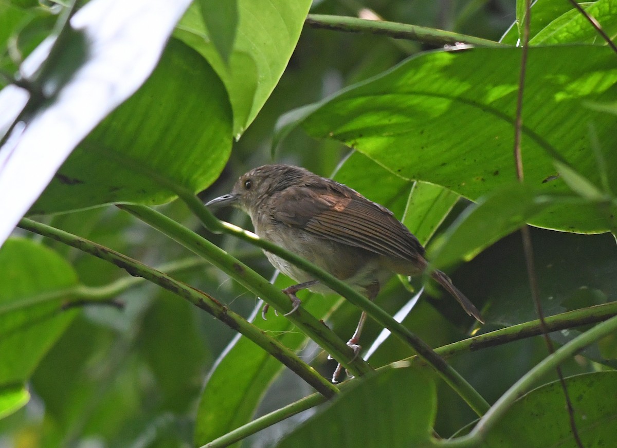 Sulawesi Babbler - ML609432470