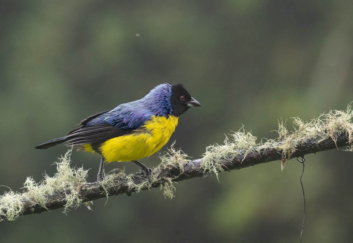 Hooded Mountain Tanager - ML609432734
