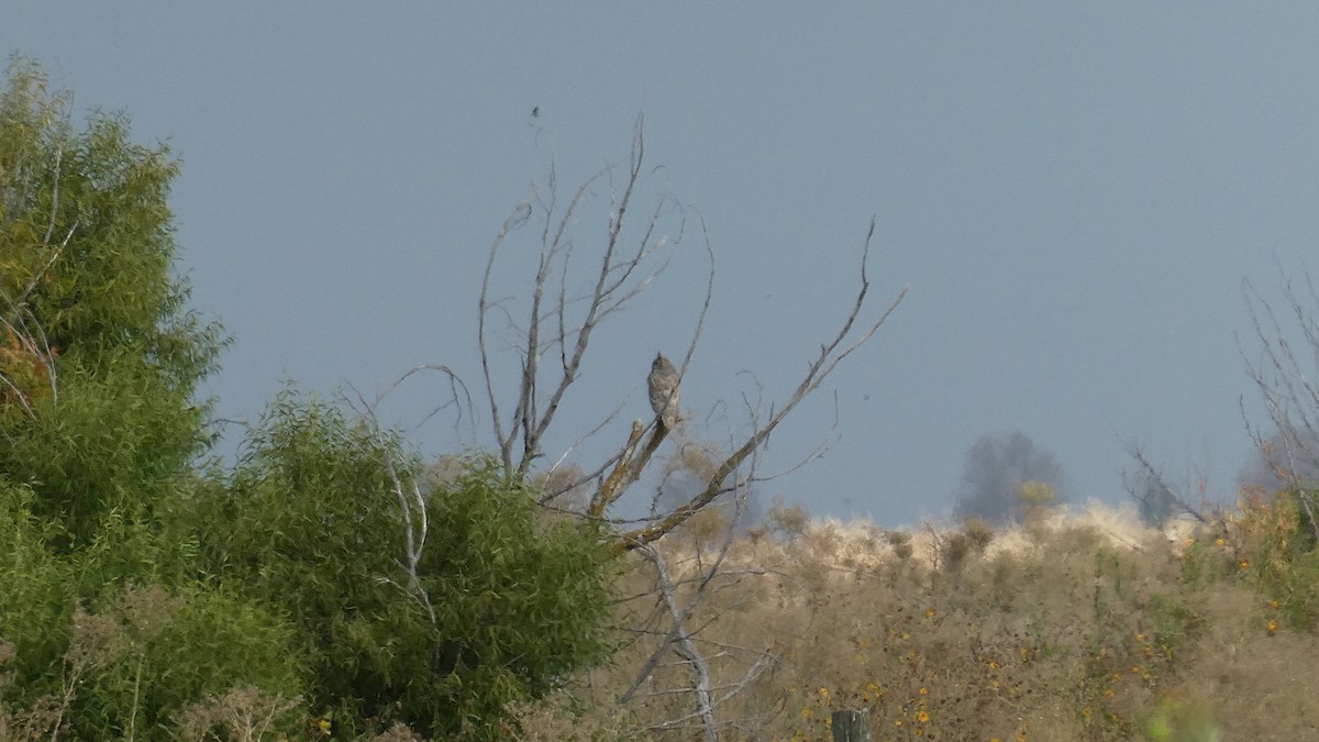 Great Horned Owl - ML609432891