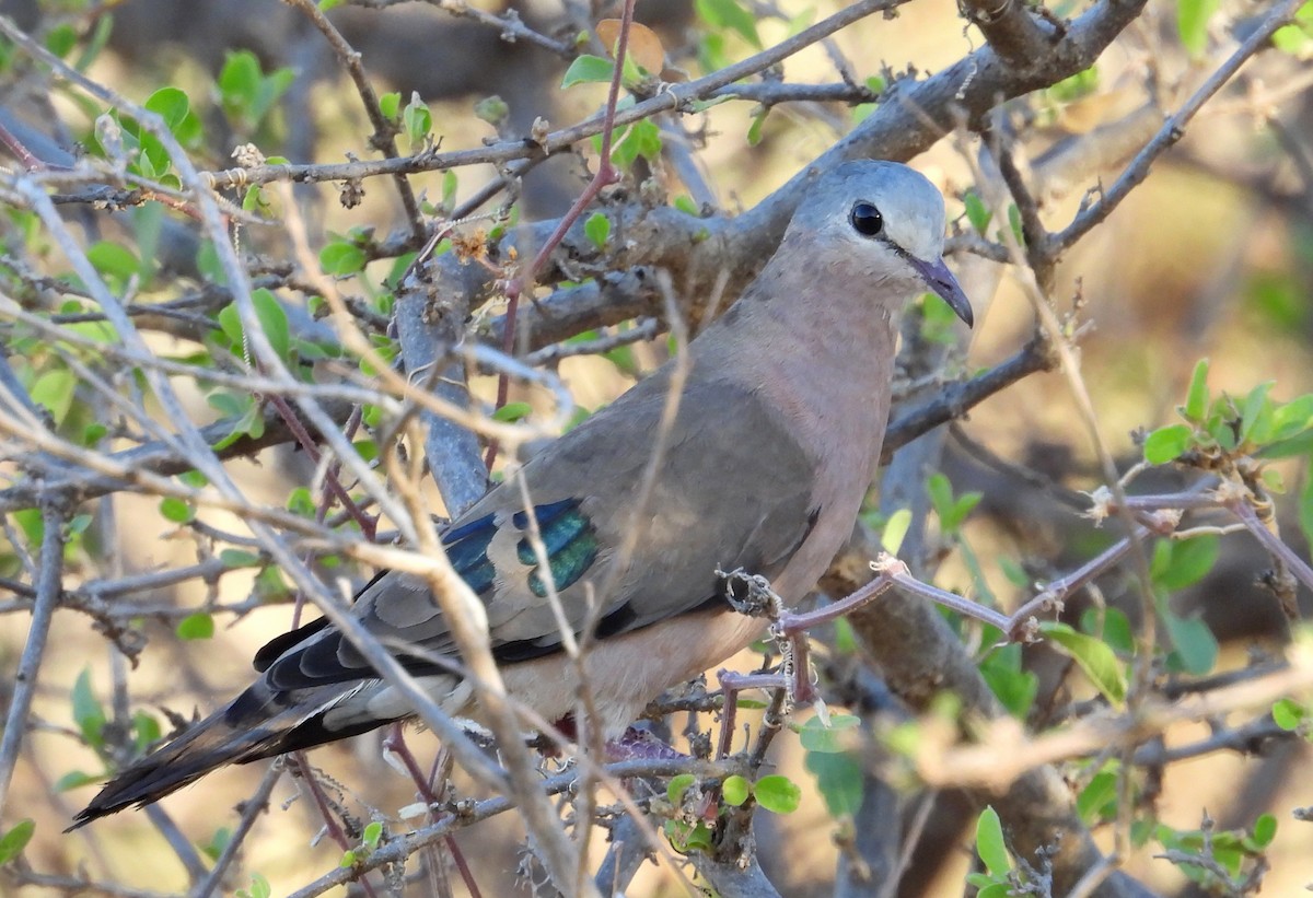 Emerald-spotted Wood-Dove - ML609432973