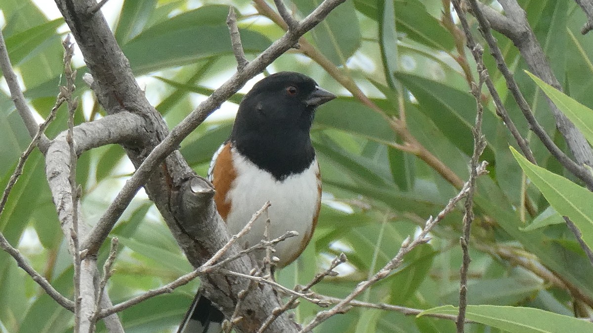 Spotted Towhee - ML609432975