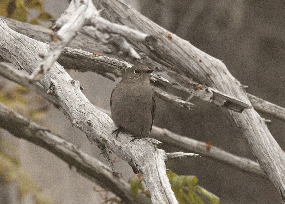 Townsend's Solitaire - ML609433132
