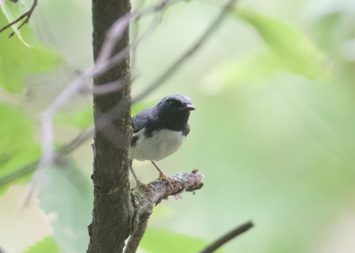 Black-throated Blue Warbler - ML609433213