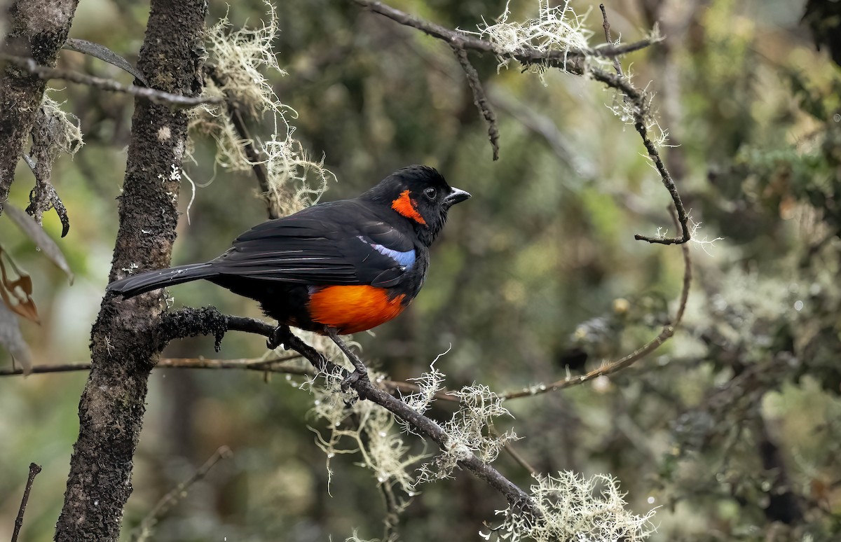 Scarlet-bellied Mountain Tanager - ML609433219