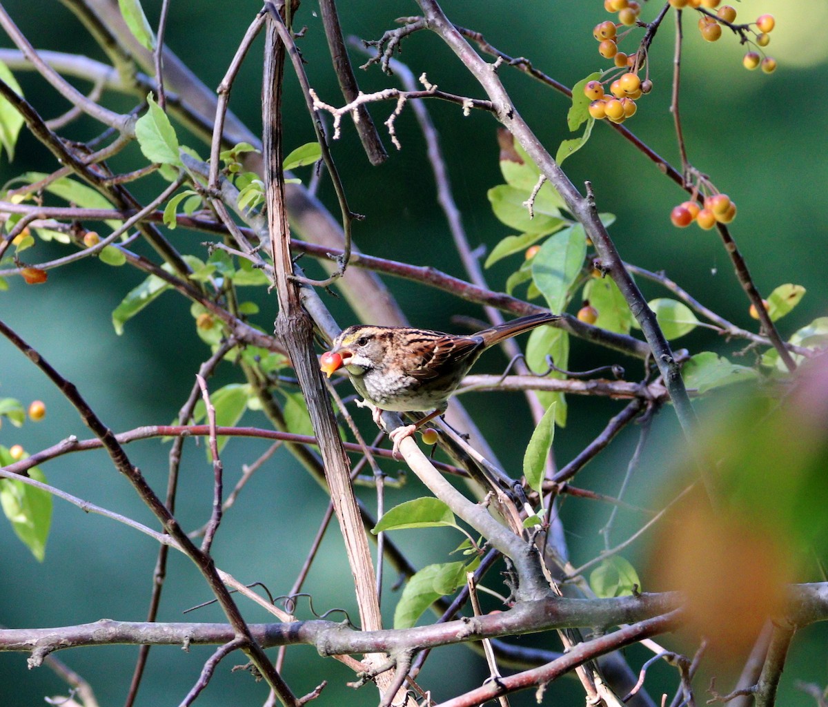 White-throated Sparrow - ML609433287