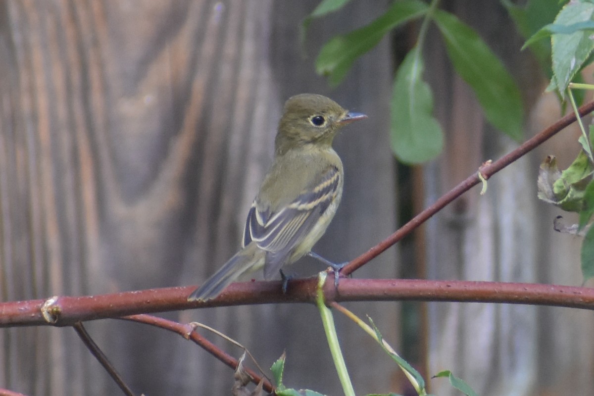 Western Flycatcher (Pacific-slope) - Kate E Magoon