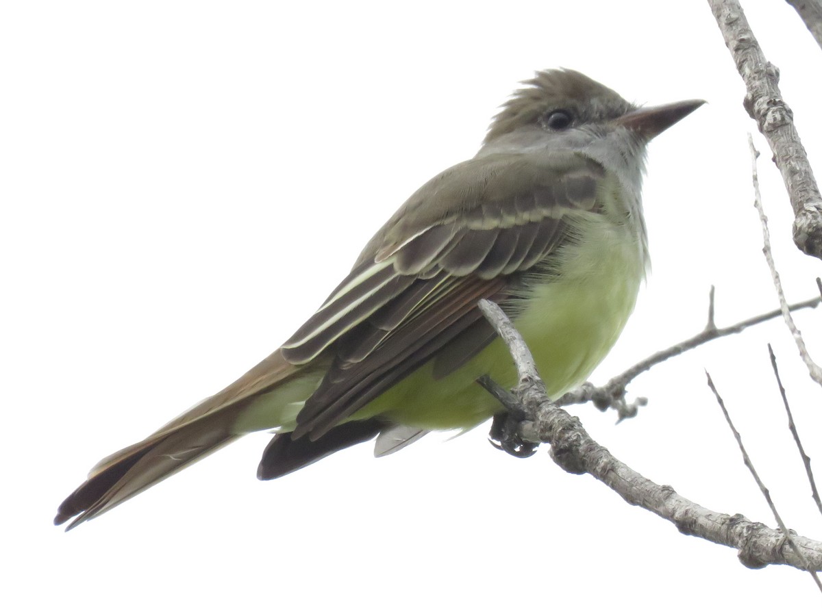 Great Crested Flycatcher - ML609433565
