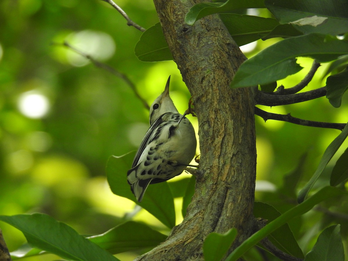 Black-and-white Warbler - ML609434270